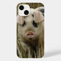 Niedliches Schwein