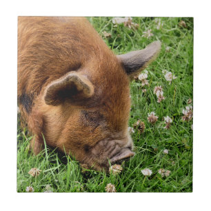 NIEDLICHES SCHWEIN FLIESE