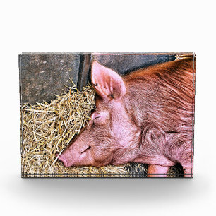 NIEDLICHES SCHWEIN FOTOBLOCK
