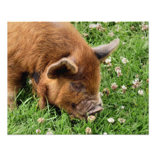 NIEDLICHES SCHWEIN FOTODRUCK