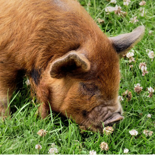 NIEDLICHES SCHWEIN FOTODRUCK