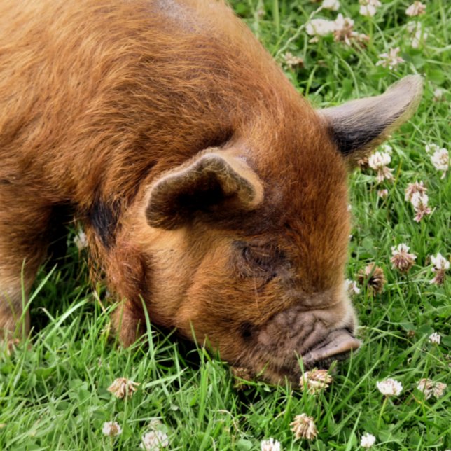 NIEDLICHES SCHWEIN FOTODRUCK (A photographic design of a very cute kunekune pig.)