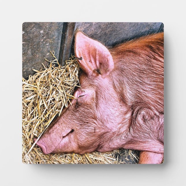 NIEDLICHES SCHWEIN FOTOPLATTE (Vorderseite)