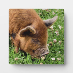 NIEDLICHES SCHWEIN FOTOPLATTE