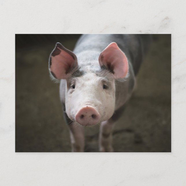 Niedliches Schwein Geburtstagskarte Postkarte (Vorderseite)