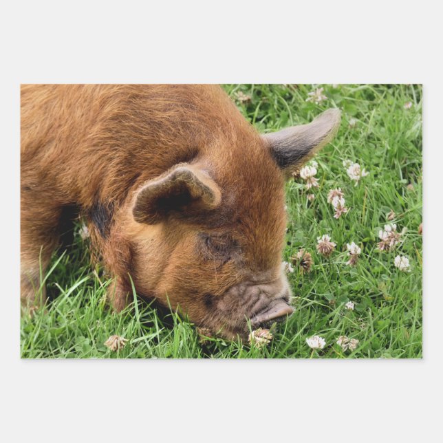 NIEDLICHES SCHWEIN GESCHENKPAPIER SET (Vorderseite)