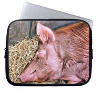 NIEDLICHES SCHWEIN