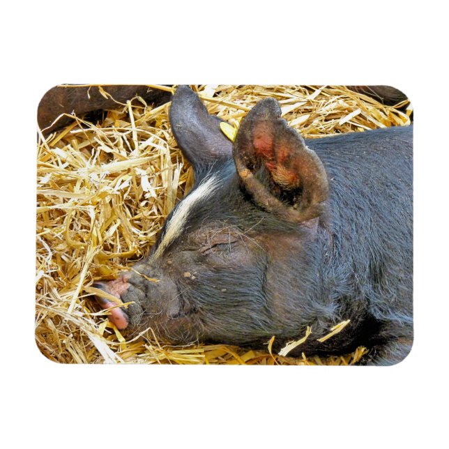 NIEDLICHES SCHWEIN MAGNET (Horizontal)