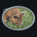 NIEDLICHES SCHWEIN OVALE GÜRTELSCHNALLE<br><div class="desc">Ein fotografisches Design eines sehr niedlichen kunekune Schweins.</div>