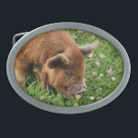NIEDLICHES SCHWEIN OVALE GÜRTELSCHNALLE<br><div class="desc">Ein fotografisches Design eines sehr niedlichen kunekune Schweins.</div>