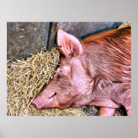 NIEDLICHES SCHWEIN