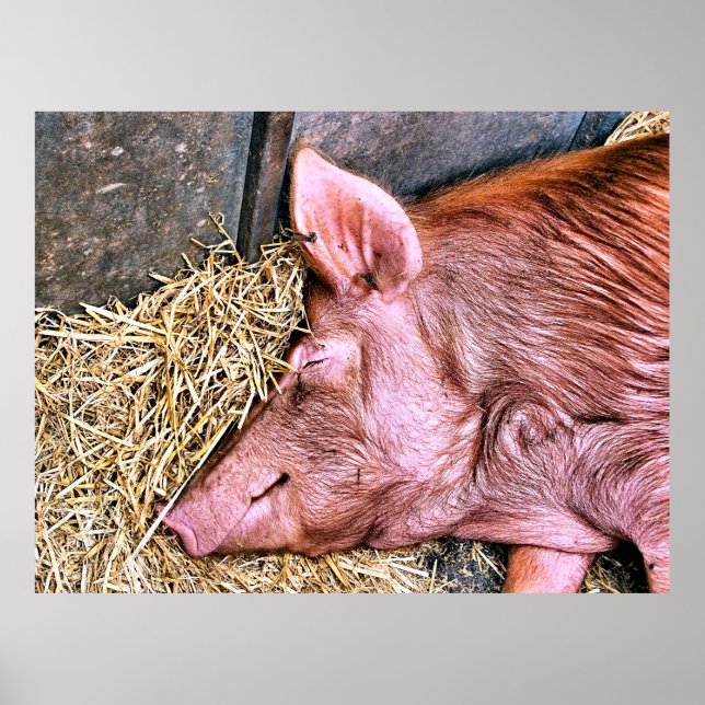 NIEDLICHES SCHWEIN POSTER (Vorne)