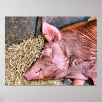 NIEDLICHES SCHWEIN