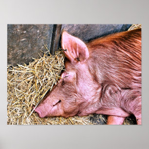 NIEDLICHES SCHWEIN POSTER
