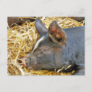 NIEDLICHES SCHWEIN POSTKARTE