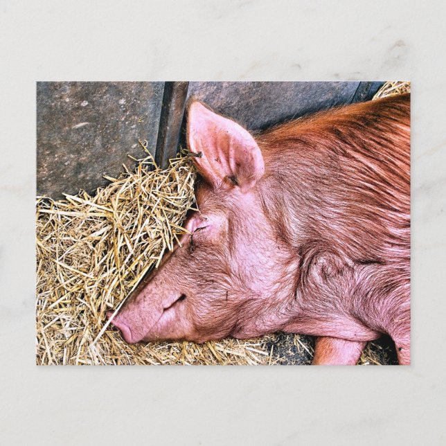 NIEDLICHES SCHWEIN POSTKARTE (Vorderseite)