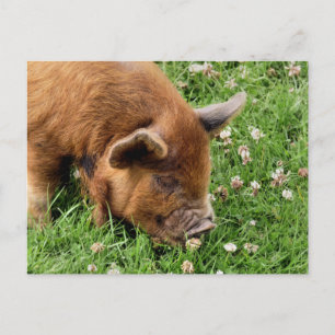 NIEDLICHES SCHWEIN POSTKARTE