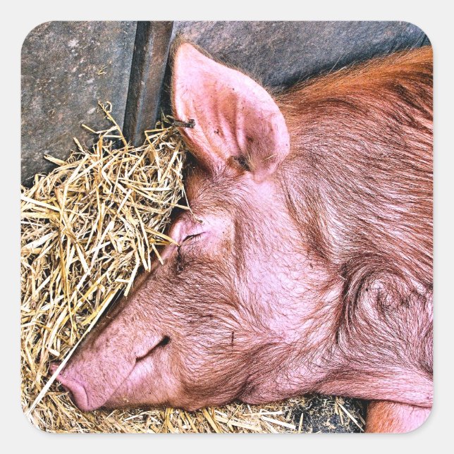 NIEDLICHES SCHWEIN QUADRATISCHER AUFKLEBER (Vorderseite)