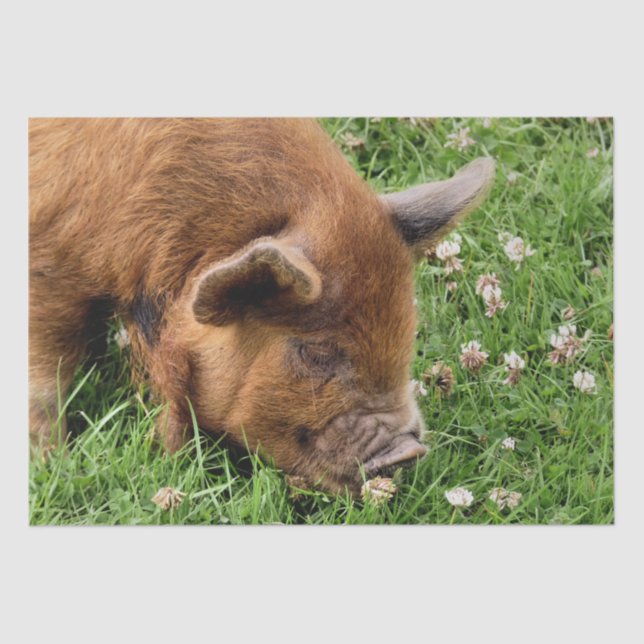 NIEDLICHES SCHWEIN SEIDENPAPIER (Vorderseite)