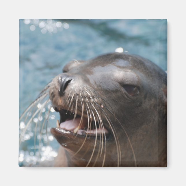 Niedliches Sea Lion Magnet (Vorne)
