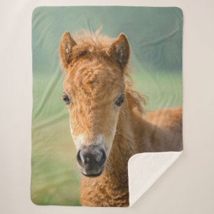 Niedliches Shetland Pony Foal Head Frontal Foto , Sherpadecke