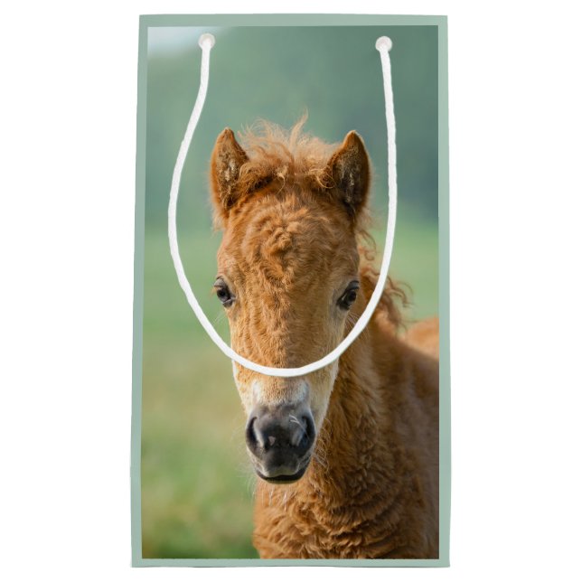 Niedliches Shetland Pony Foal Horse Frontal Foto - Kleine Geschenktüte (Vorderseite)