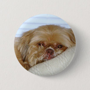 Niedliches Shitzu Button