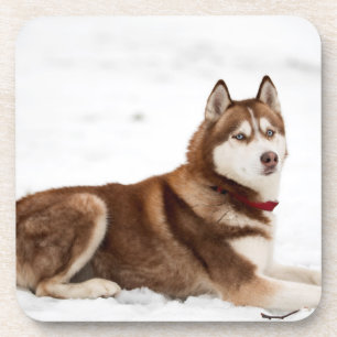Niedliches Sibirisches Husky-Portrait Getränkeuntersetzer