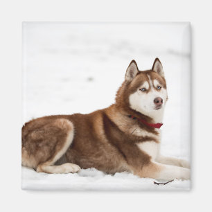 Niedliches Sibirisches Husky-Portrait Magnet