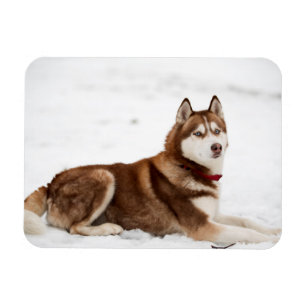 Niedliches Sibirisches Husky-Portrait Magnet