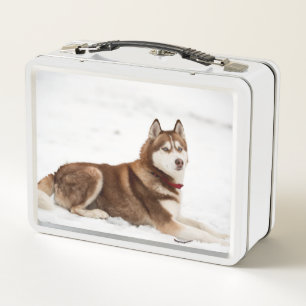 Niedliches Sibirisches Husky-Portrait Metall Brotdose