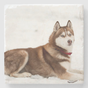 Niedliches Sibirisches Husky-Portrait Steinuntersetzer