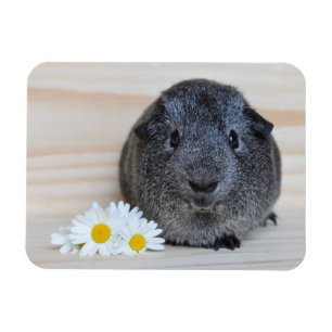 Niedliches Smooth, Silver Agouti Guinea Schwein un Magnet
