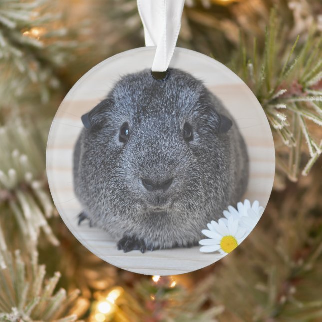 Niedliches Smooth, Silver Agouti Guinea Schwein un Ornament (Baum)