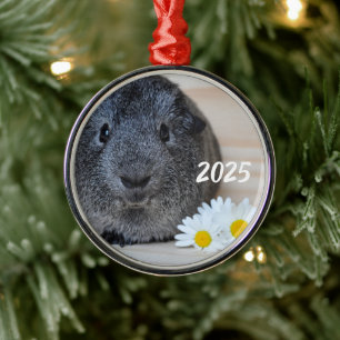 Niedliches Smooth, Silver Agouti Guinea Schwein un Ornament Aus Metall