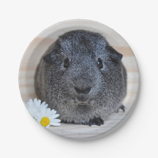 Niedliches Smooth, Silver Agouti Guinea Schwein un Pappteller (Vorderseite)