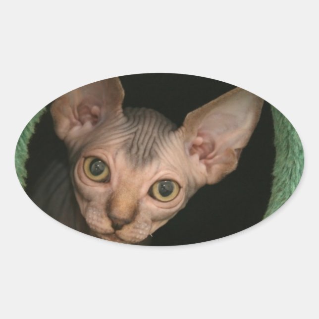 Niedliches Sphynxkitt Ovaler Aufkleber (Vorderseite)