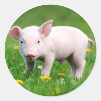 Niedliches Stall-Rosa-Ferkel Runder Aufkleber