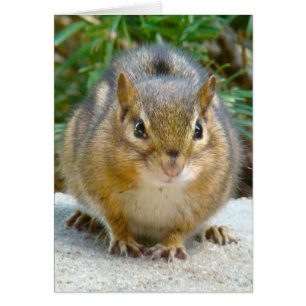 Niedliches Streifenhörnchen hat sein Auge auf dich