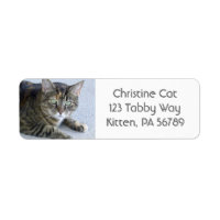 Niedliches Tabby Cat Foto