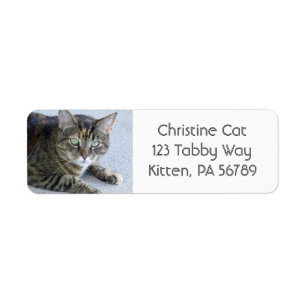 Niedliches Tabby-Katzen-Foto