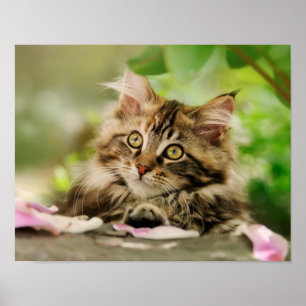 Niedliches Tabby Maine Coon Cat Kitten Fluffy Head Poster