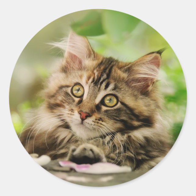 Niedliches Tabby Maine Coon Cat Kitten Fluffy Head Runder Aufkleber (Vorderseite)