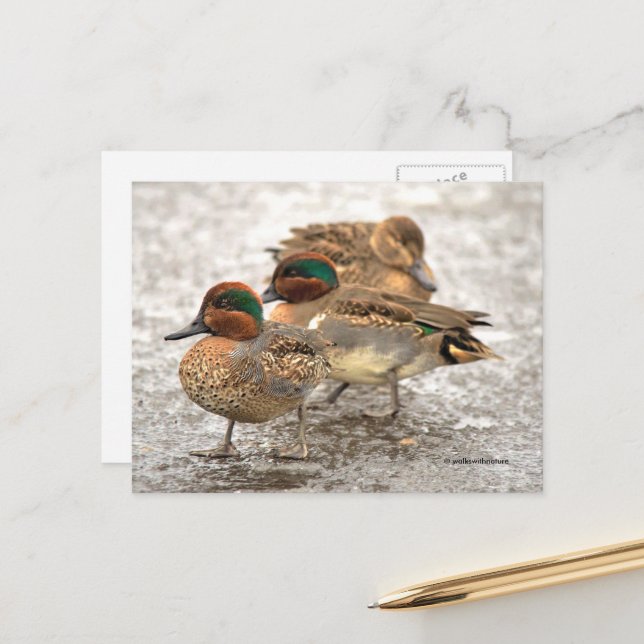 Niedliches Trio der Aquamarinen Enten mit grünen F Postkarte (Vorderseite/Rückseite Beispiel)