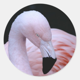 Niedliches tropisches Rosa Flamingo Runder Aufkleber