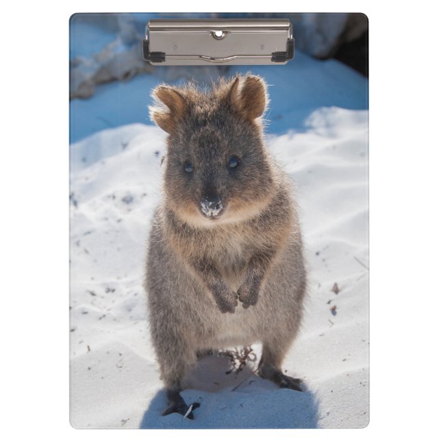 Niedliches und glückliches Quokka auf dem Strand Klemmbrett (Vorderseite)