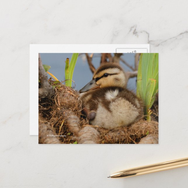 Niedliches und kostbares Mallard Duckling Postkarte (Vorderseite/Rückseite Beispiel)