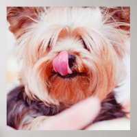 Niedliches und lustiges Dog-Nah-Up-Poster