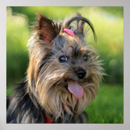 Niedliches und lustiges Dog-Nah-Up-Poster Poster