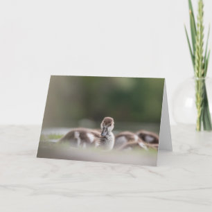 Niedliches Vogelschutzgebiet Foto Karte